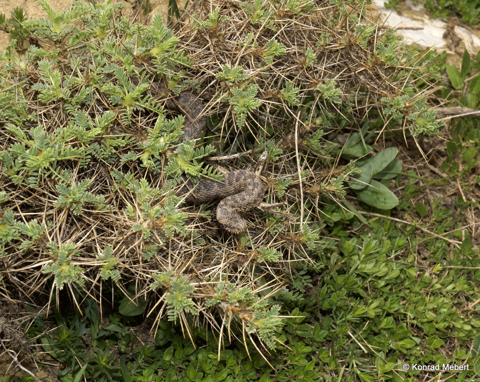 Anatolian Steppe Viper (Vipera anatolica senliki) Antalya Province, Turkey (7)
